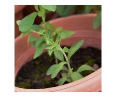 Саженцы стевии в Борисове Саженцы стевии в Борисове