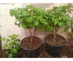 Стевия медовая трава (сахарозаменитель) Стевия медовая трава (сахарозаменитель)