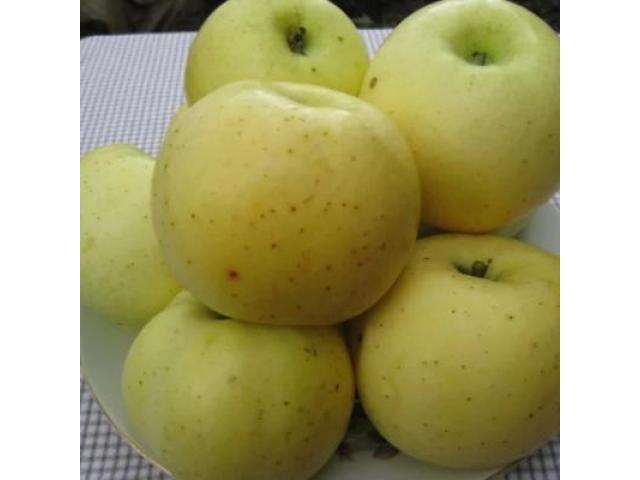 Вкусные домашние яблоки купить в Борисове - 1/3