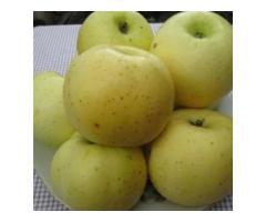 Вкусные домашние яблоки купить в Борисове Вкусные домашние яблоки купить в Борисове