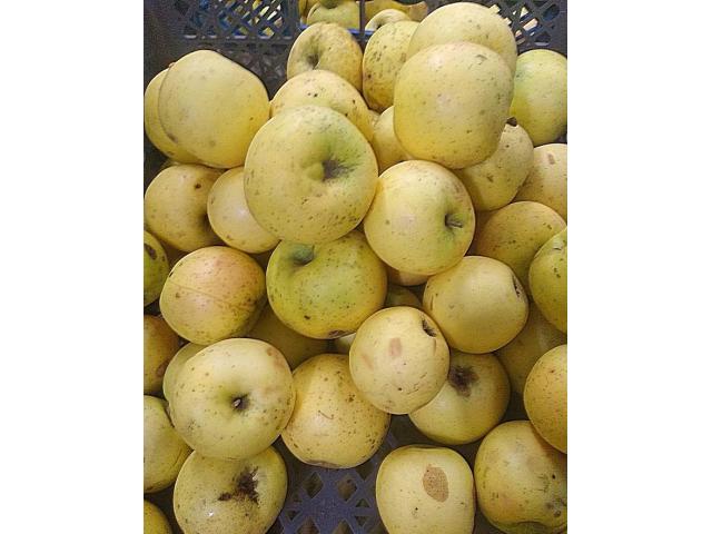 Вкусные домашние яблоки купить в Борисове - 2/3