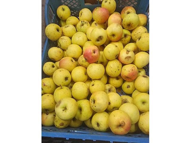 Вкусные домашние яблоки купить в Борисове - 3/3