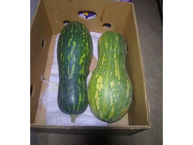 Вкусная Мускатная тыква купить в Борисове - 2/3