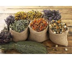 Чабрец (Тимьян), Душица (Орегано), Стевия в Борисове Чабрец (Тимьян), Душица (Орегано), Стевия в Борисове