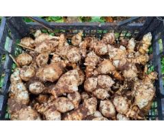 Купить топинамбур в Борисове